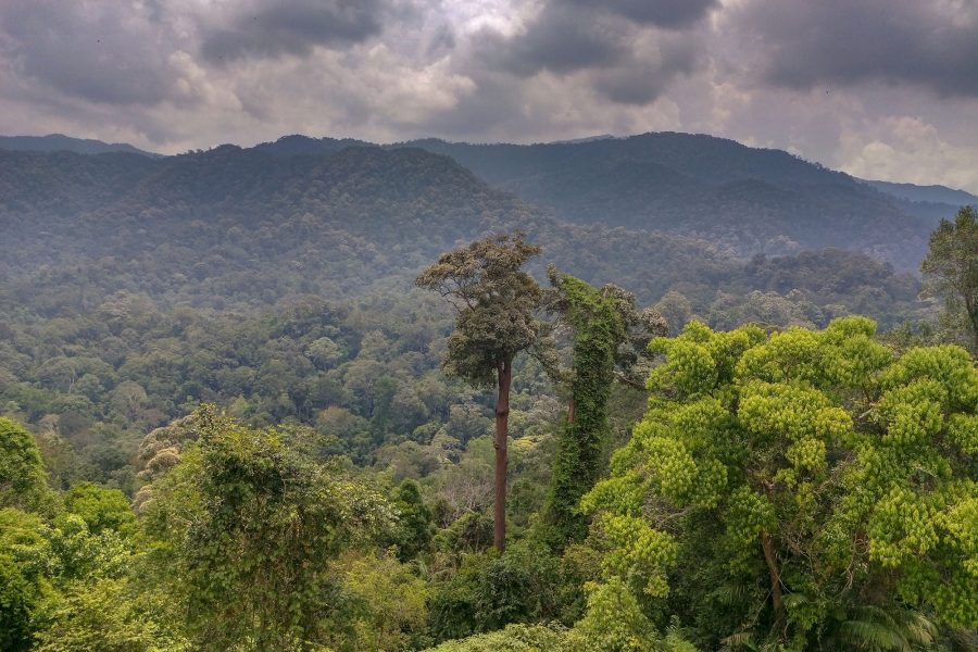 save the malayan tiger – Cicada Tree Eco-Place