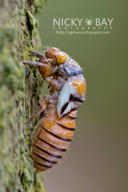 learn about cicadas – Cicada Tree Eco-Place