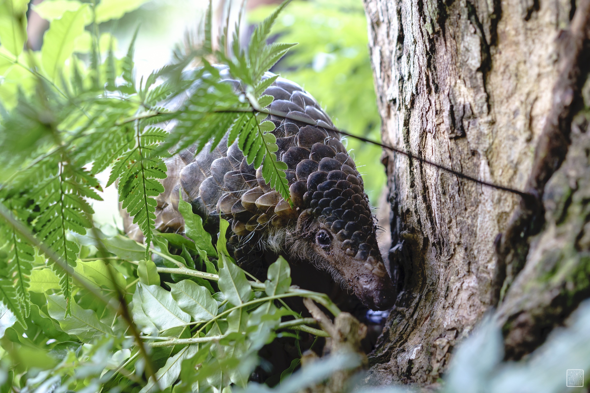 Malayan Pangolins A Suspected Host Of COVID-19: Scientists – Cicada ...