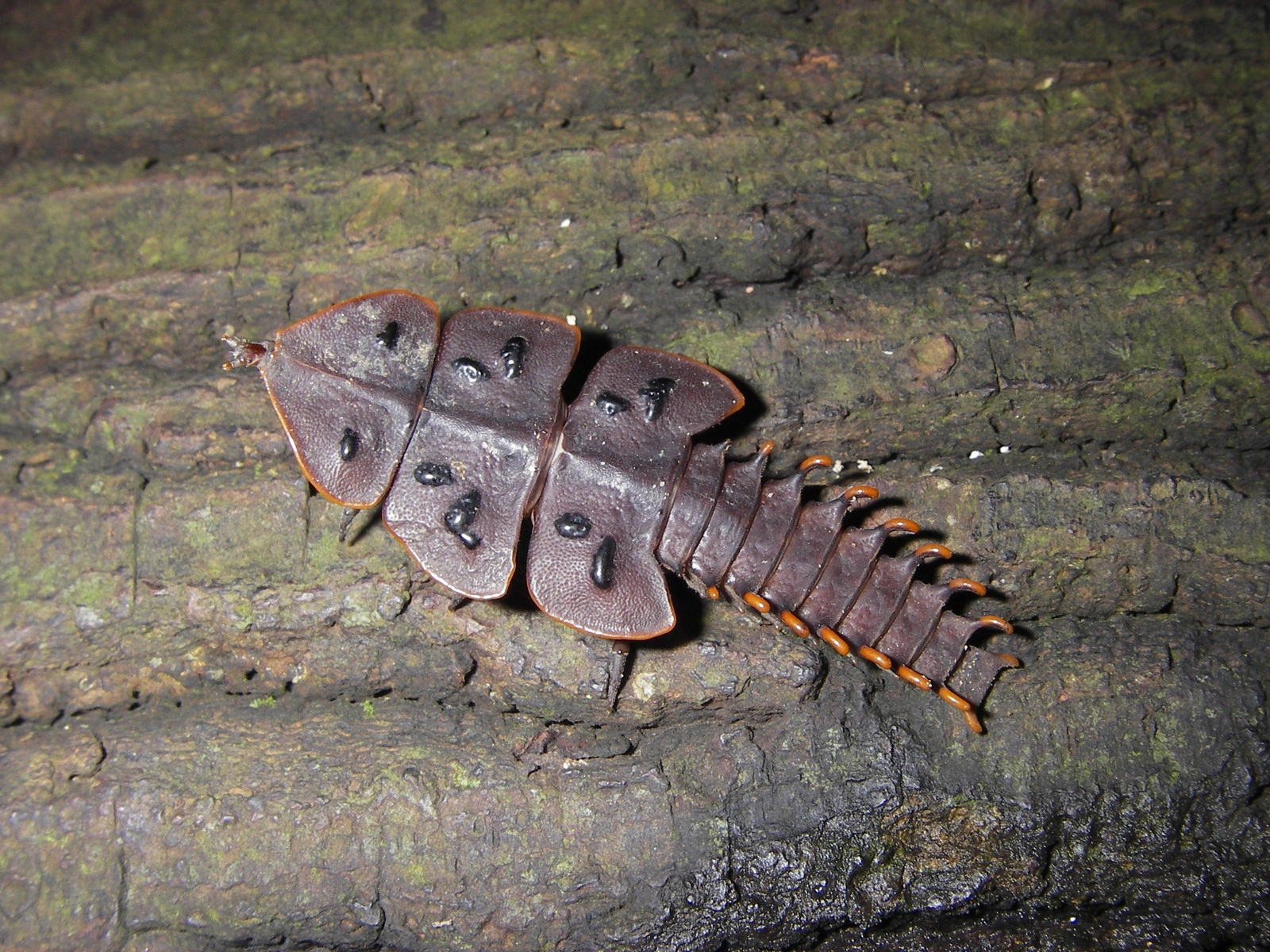 top 10 weirdest critters of Singapore’s rainforest – Cicada Tree Eco-Place