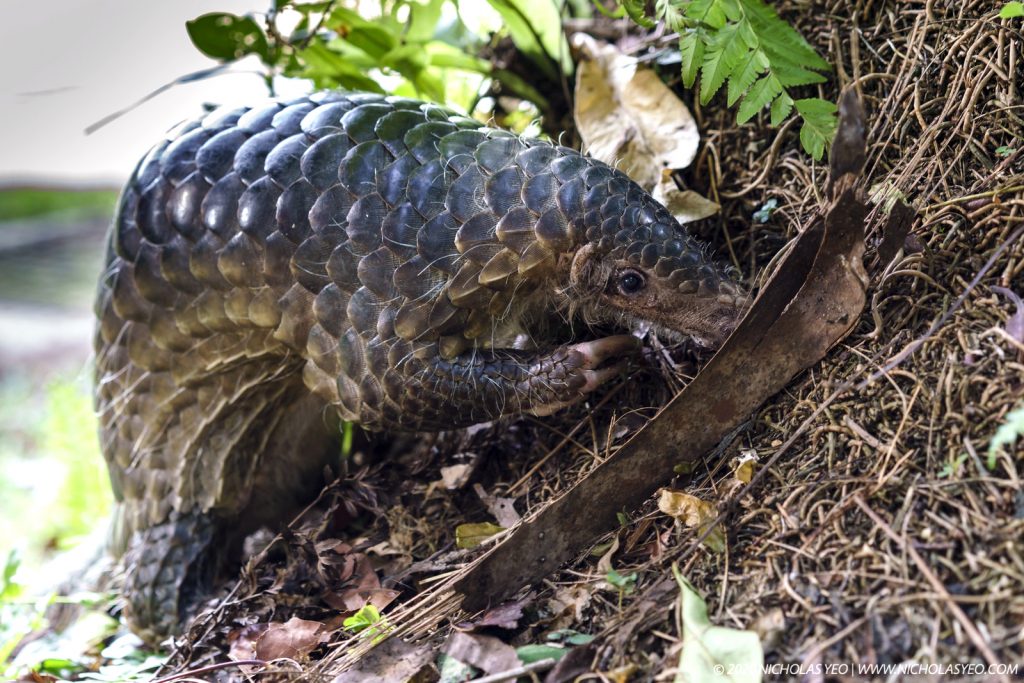 China removes pangolin scales from traditional medicine list – Cicada