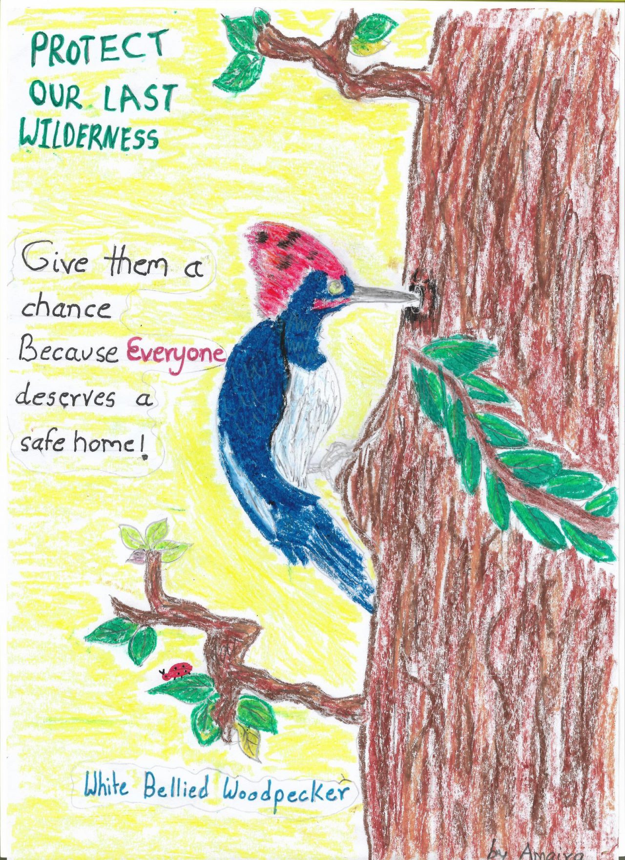 Winners of the Endangered Species Kids Poster Design Contest Cicada