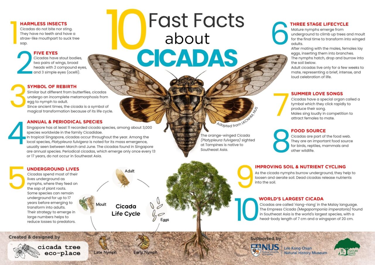 Cicada Insect Infographic Cicada Season: A Brief, Exciting Moment Not to Be Missed! – Cicada Tree ...